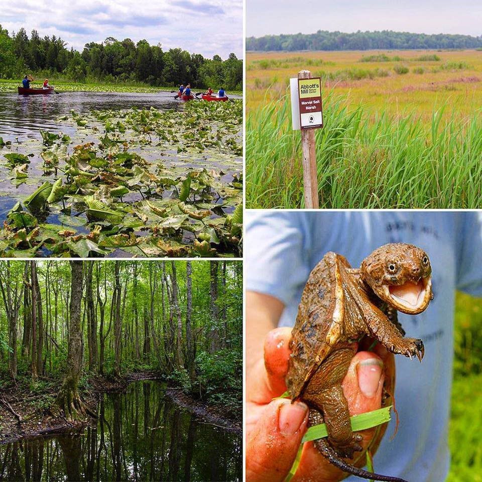 Scenes from the Delaware Nature Society's lands in Sussex County.