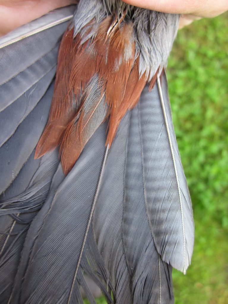 Underside of a Gray Catbird showing the crimson crissum and growth bars in the outer tail feathers.