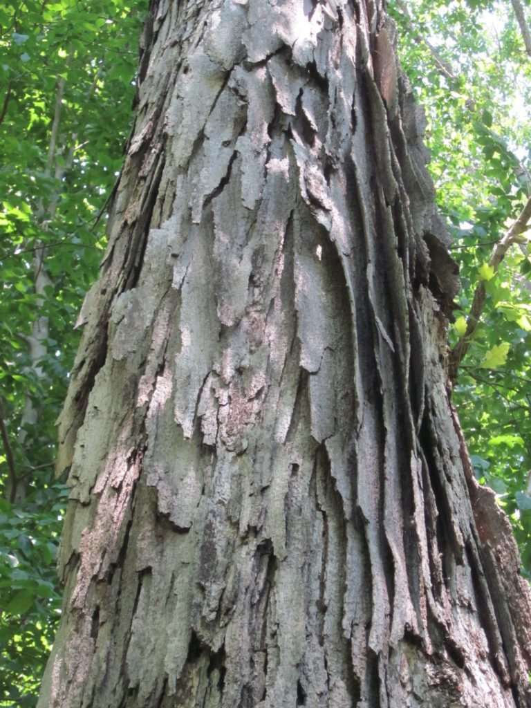 The Plate-Like Bark of a Swamp Oak, Burrows Run Preserve