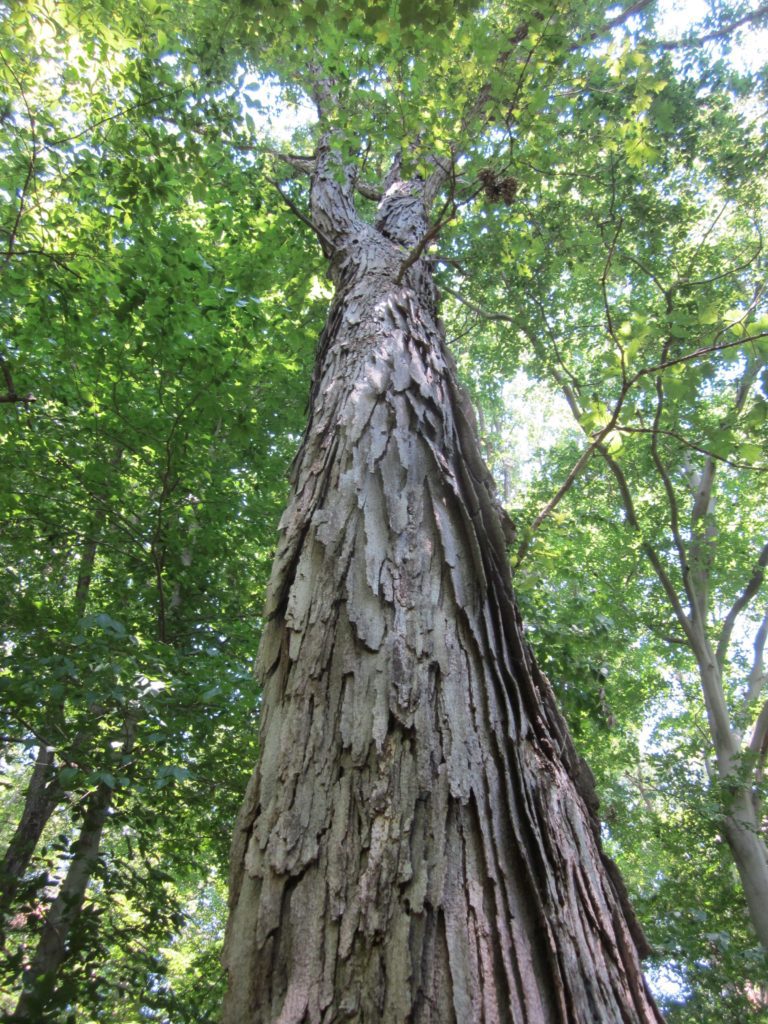 Swamp Oak, Burrows Run Preserve