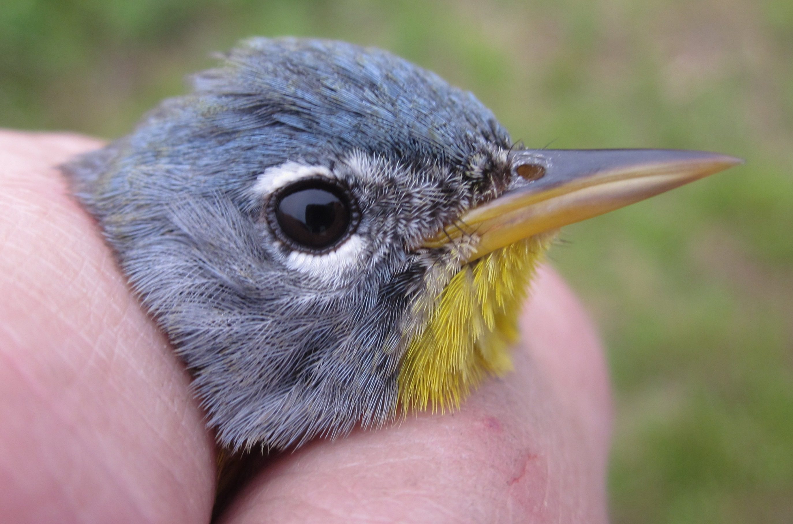 What Birds Have Long Pointed Beaks