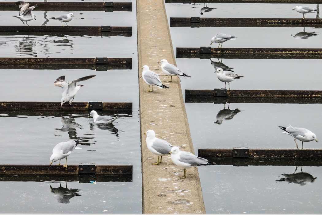 Ring-billed Gulls reaping the benefits of the clarification process