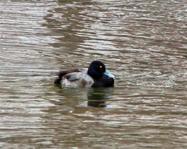 A Lesser Scaup duck floating in the polishing pond