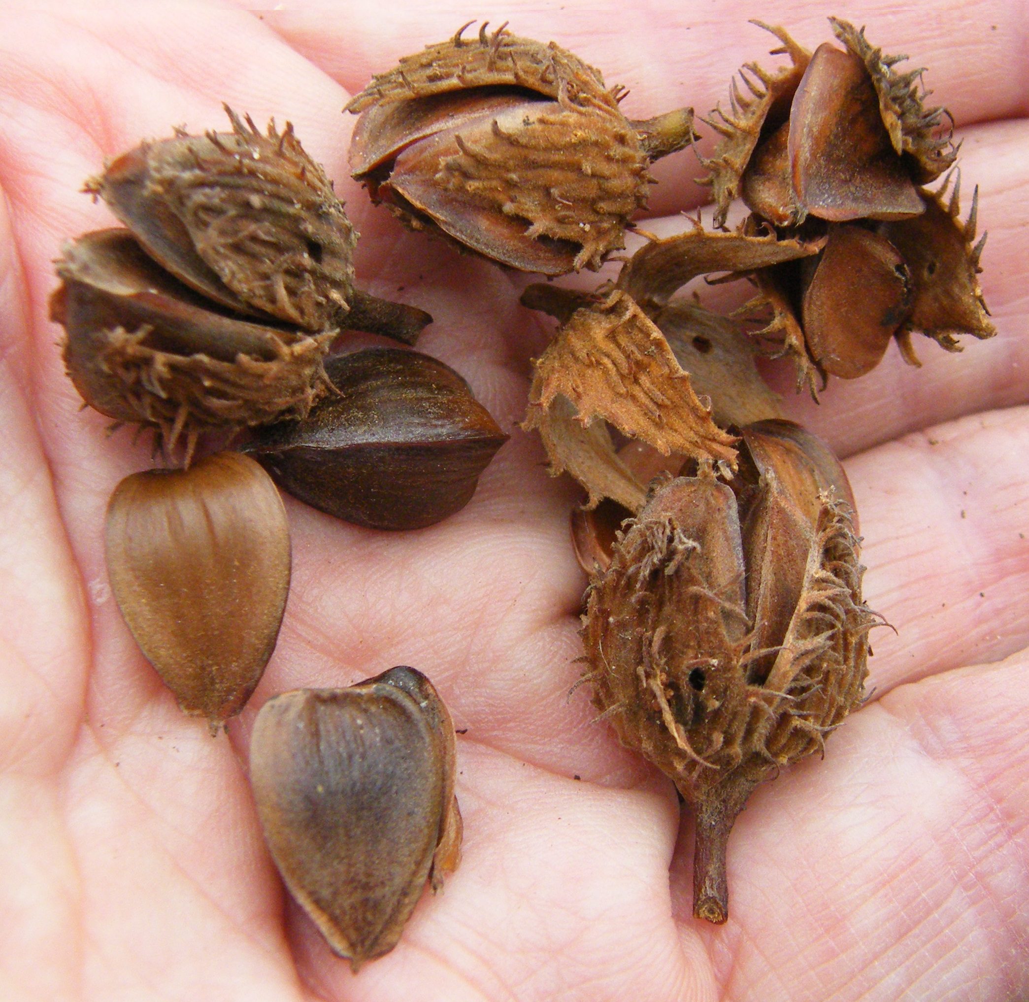 Autumn among the beeches Nature of Delaware Blog