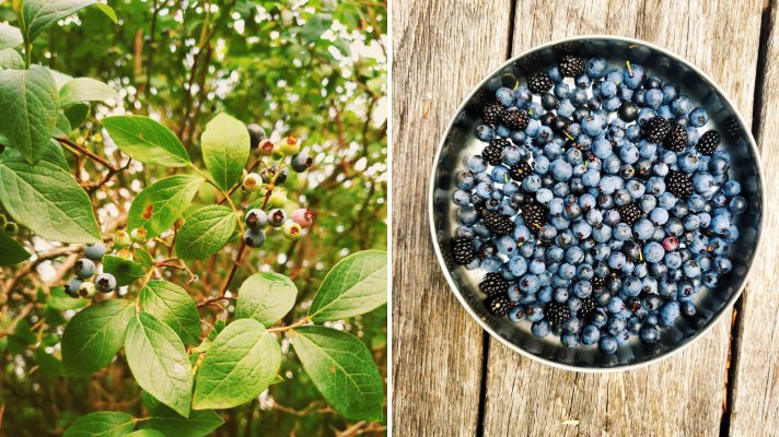 Wild blueberry bush and bowl of blueberries on a table