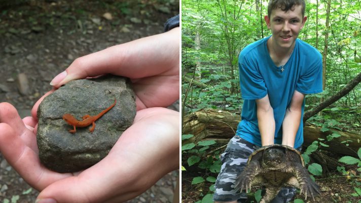 Photo of Newt on a rock and teen holding a large snapping turtle
