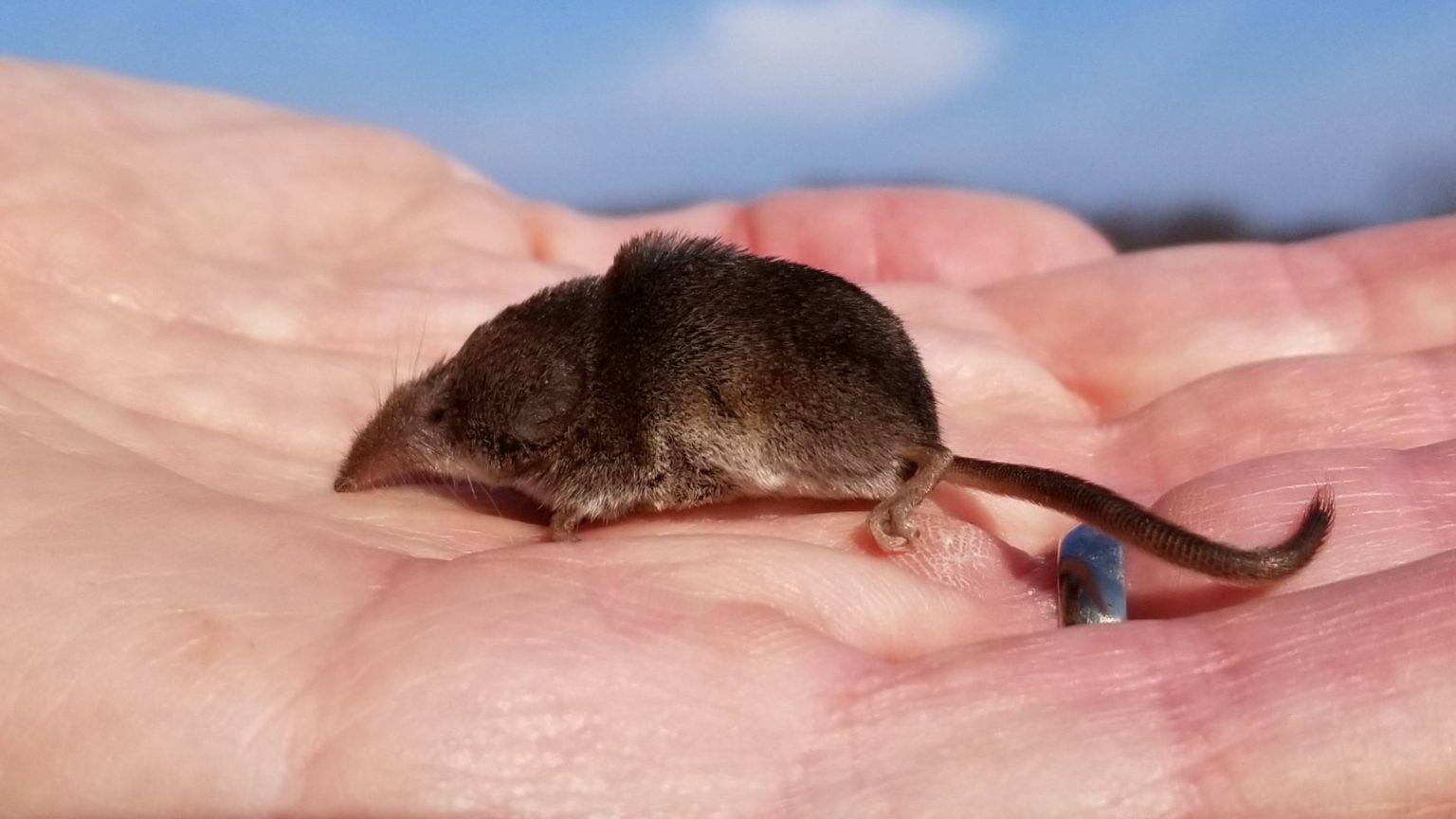 sometimes-there-is-a-shrew-nature-of-delaware-blog